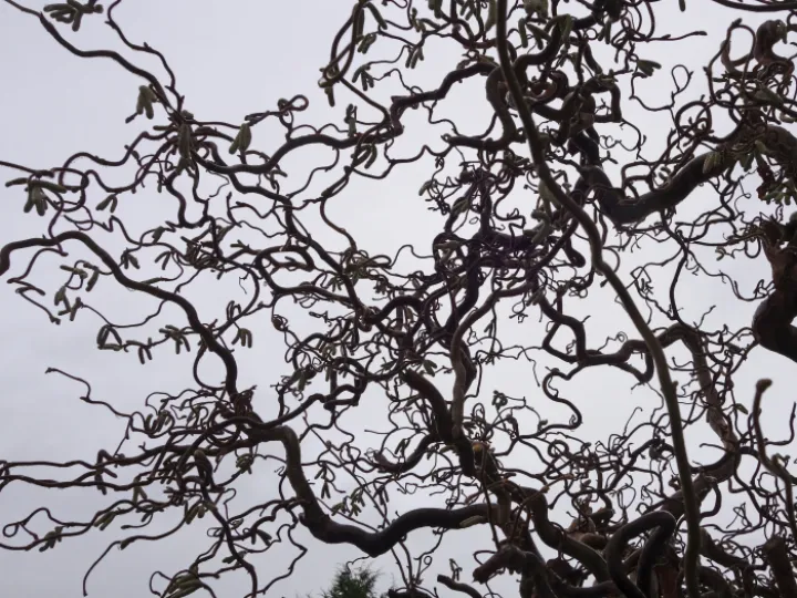 RR a Twisted Character S02654