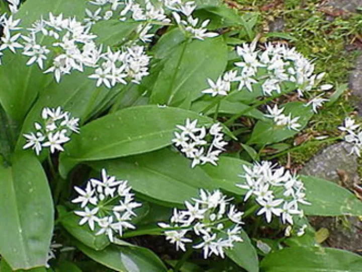 Wild Garlic