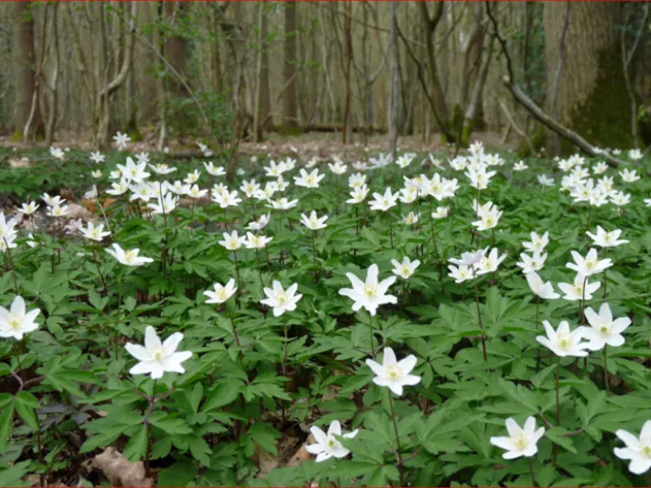 Wood Anemone