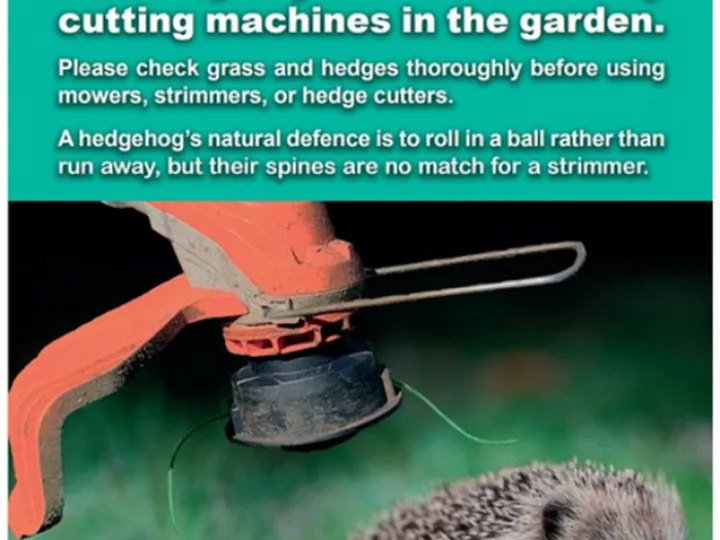 British Hedgehog Preservation Society