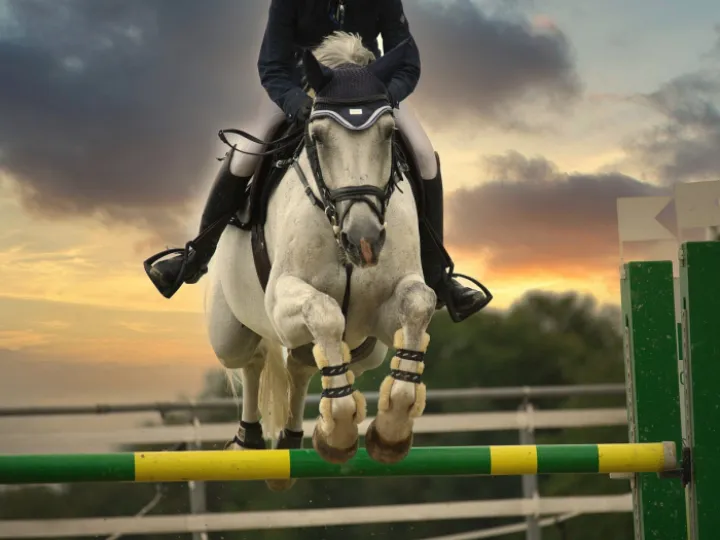 Jumping horse, equestrian, horse riding