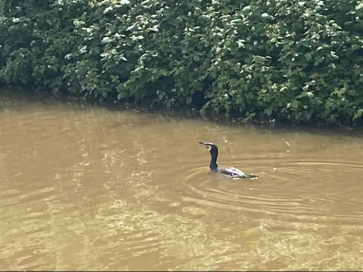 Comorant on the canal