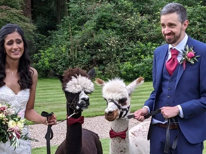 Alpaca Wedding Hire Uk 3