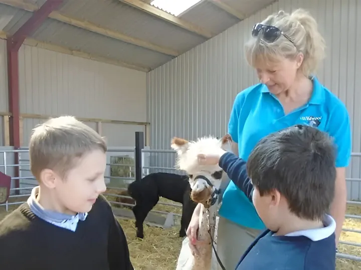 Alpacas After School 1