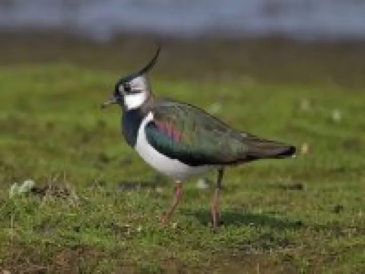 Northern lapwing vanellus vanellus