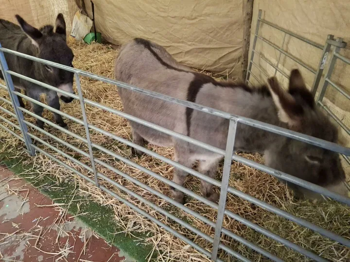 Live Nativity Donkeys