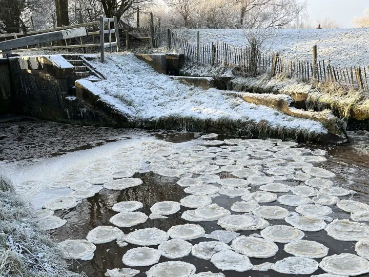 Snow Lilies
