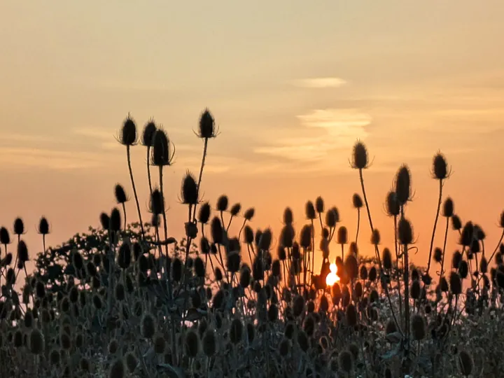 Teasel Heads