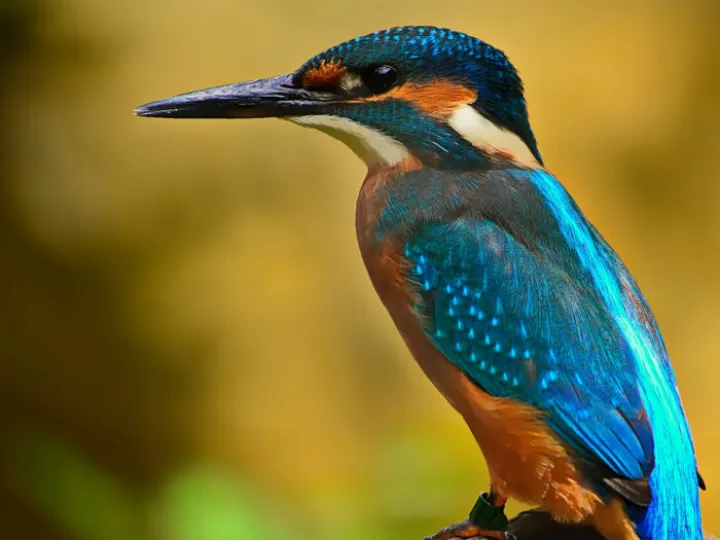 Kingfisher perched on a branch