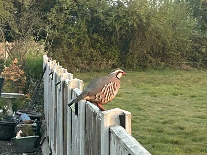 partridge