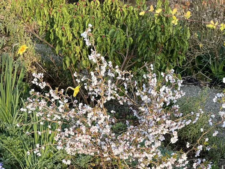 Mzz B's Garden April 25