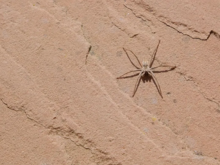 RR Jumping Spider F7061