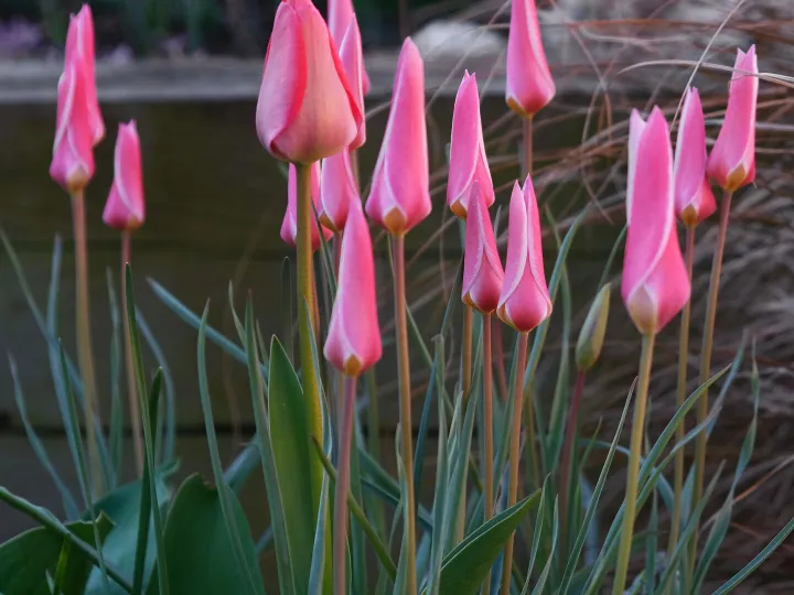 RR Pink Perfection F7033