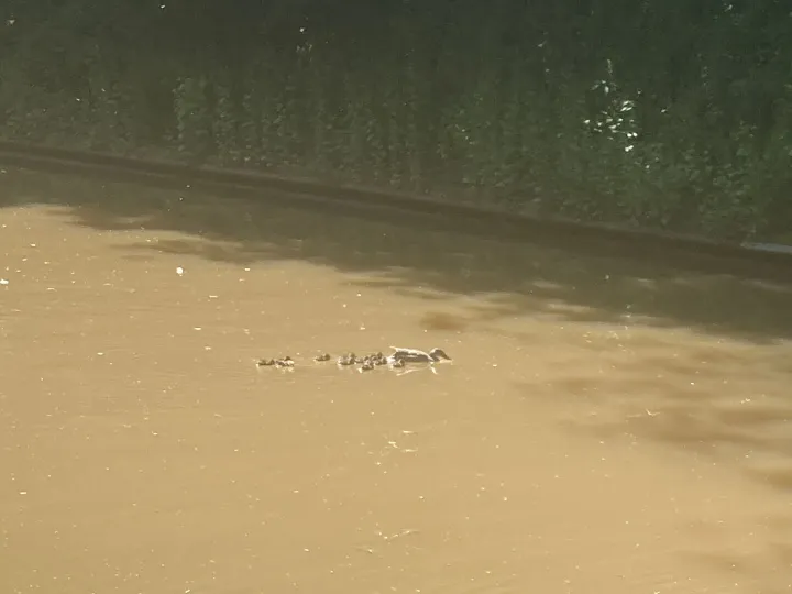 ducklings