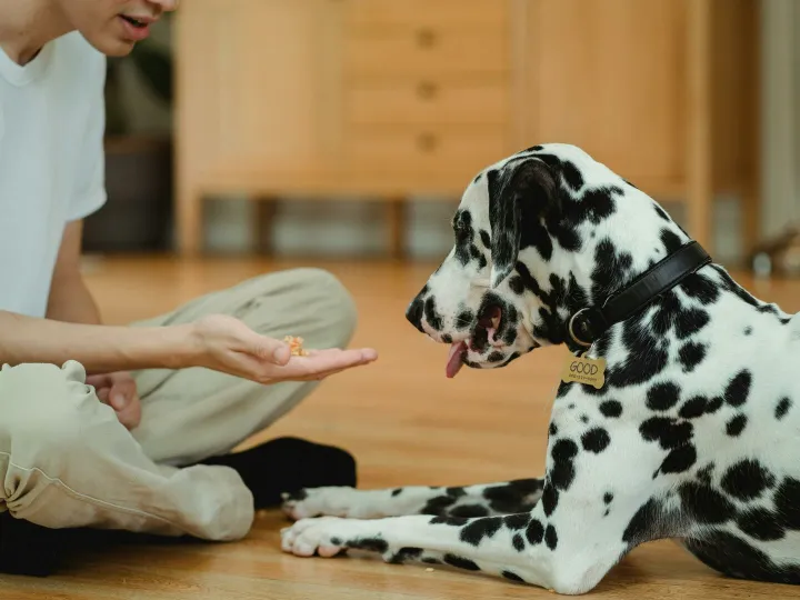 A Dalmatian dog and boy play indoors, sharing affectionate moments together.