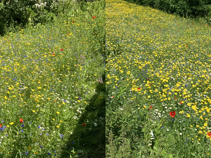 Wildflowers near Farndon