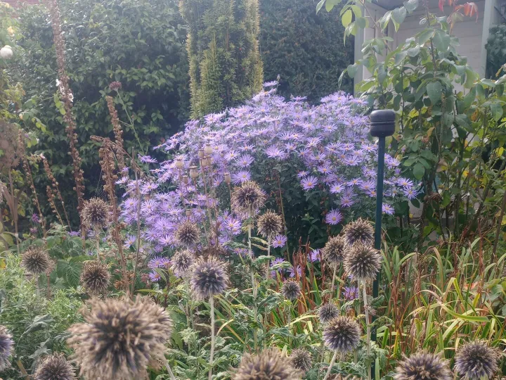seed heads and flowers