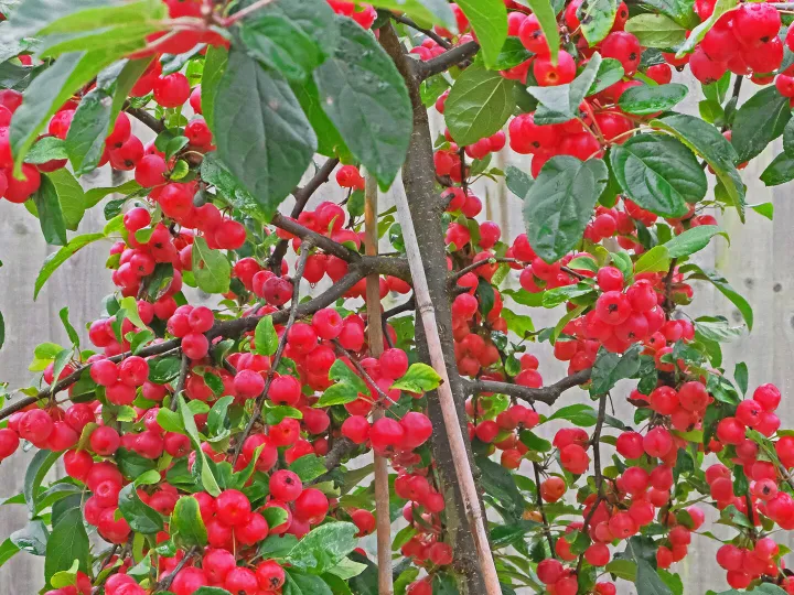 RR Malus Gorgeous F6835