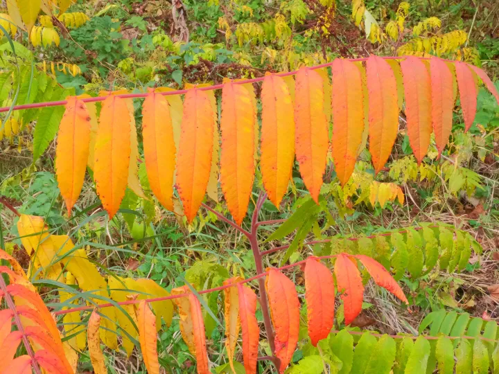 RR Sumach Splendour F6911