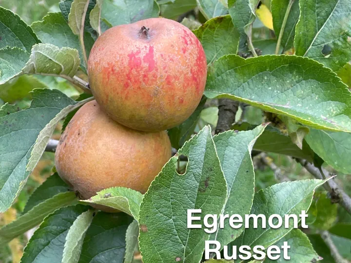 1 Egremont