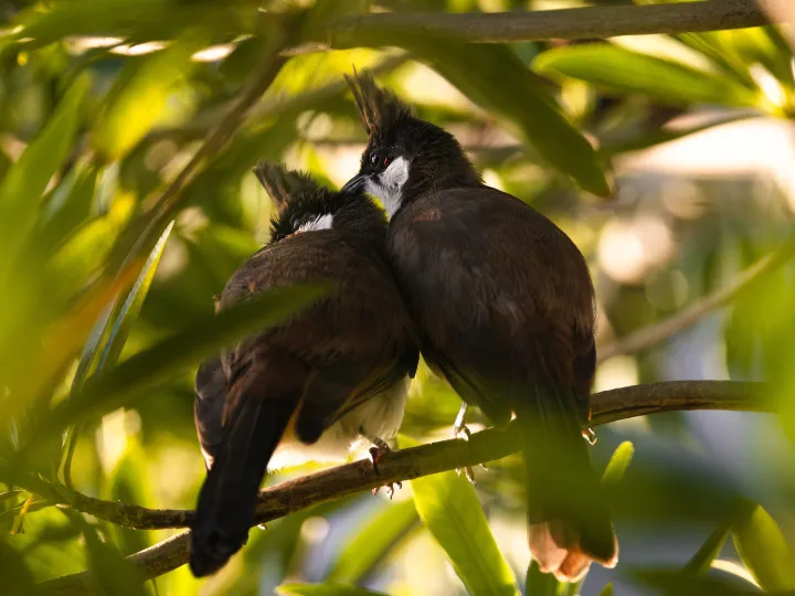 S1-Anton-a Shoulder to Lie On