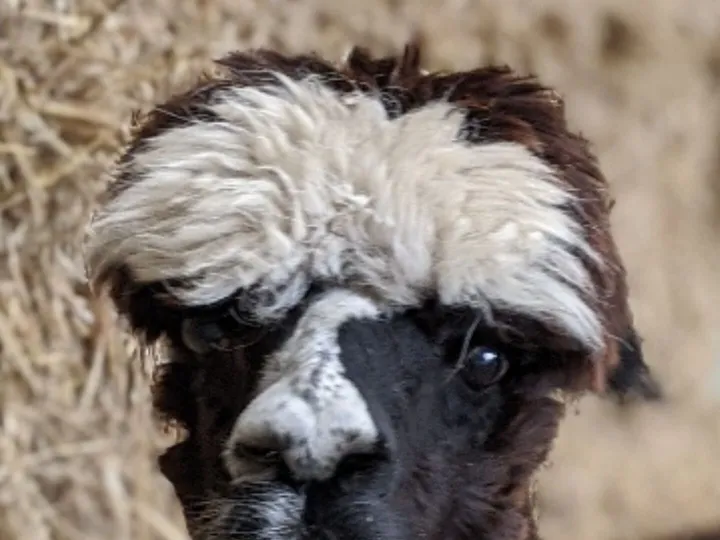 Roo