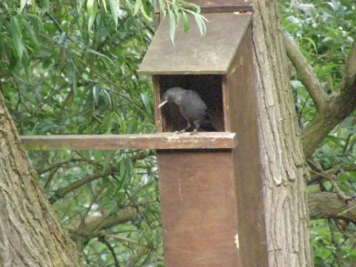 Jackdaw in Tawny Owl Box