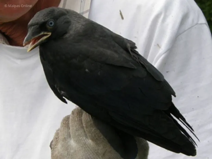 Jackdaw (2)