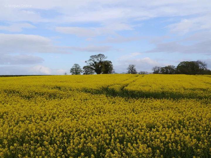 Bluebells May 15 271