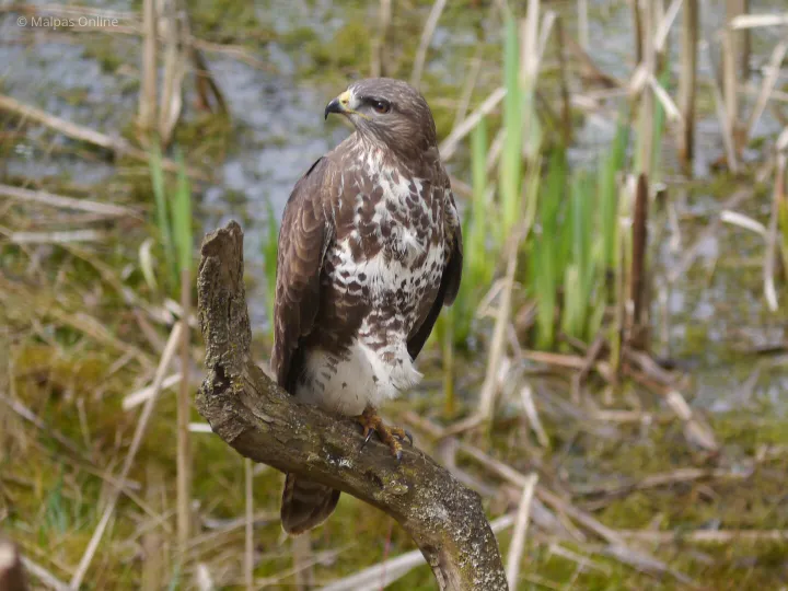 Buzzard April 15 575