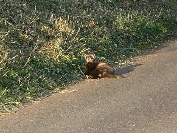 Polecat