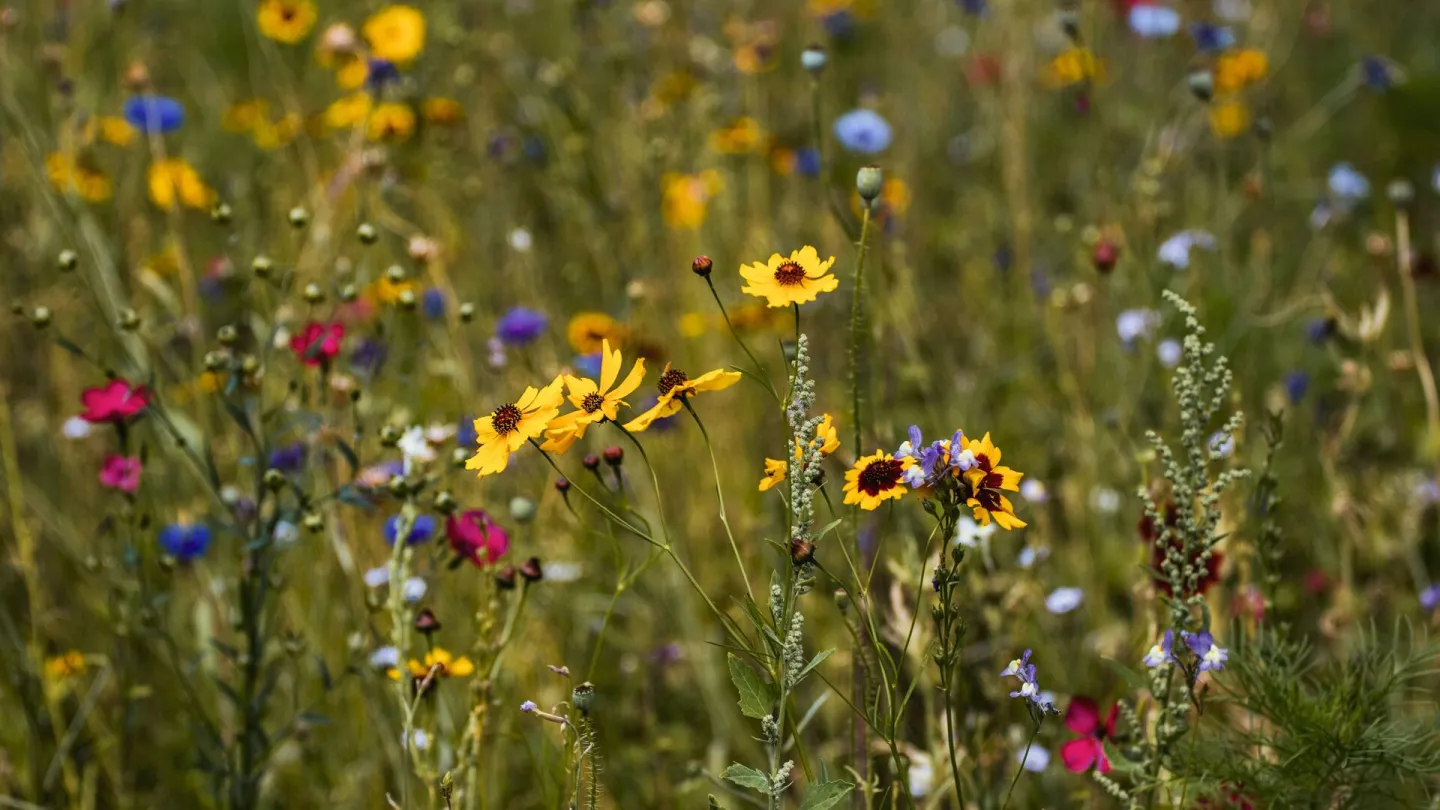 A wildflower meadow in full summer flower