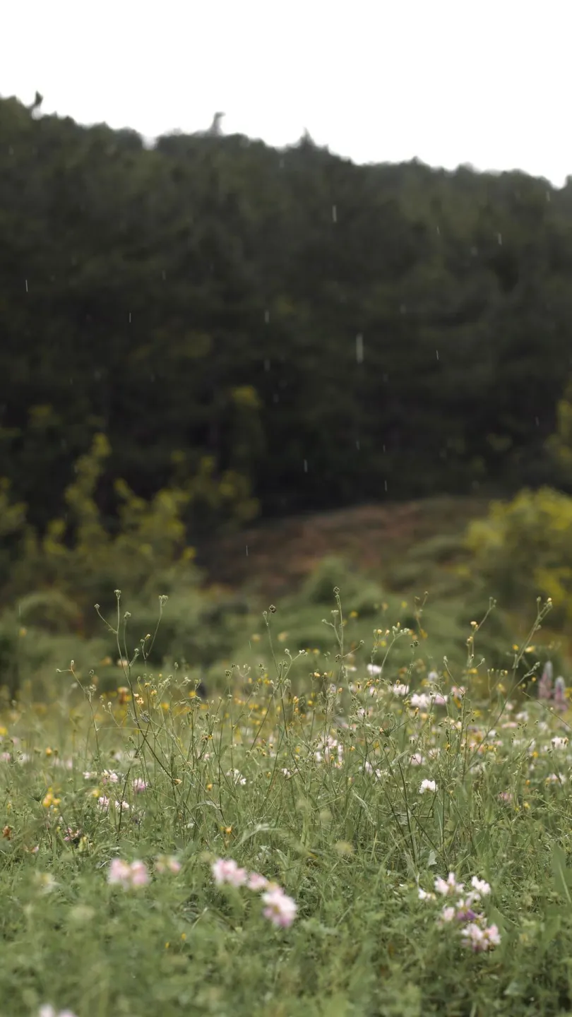 Wildflower-Meadow